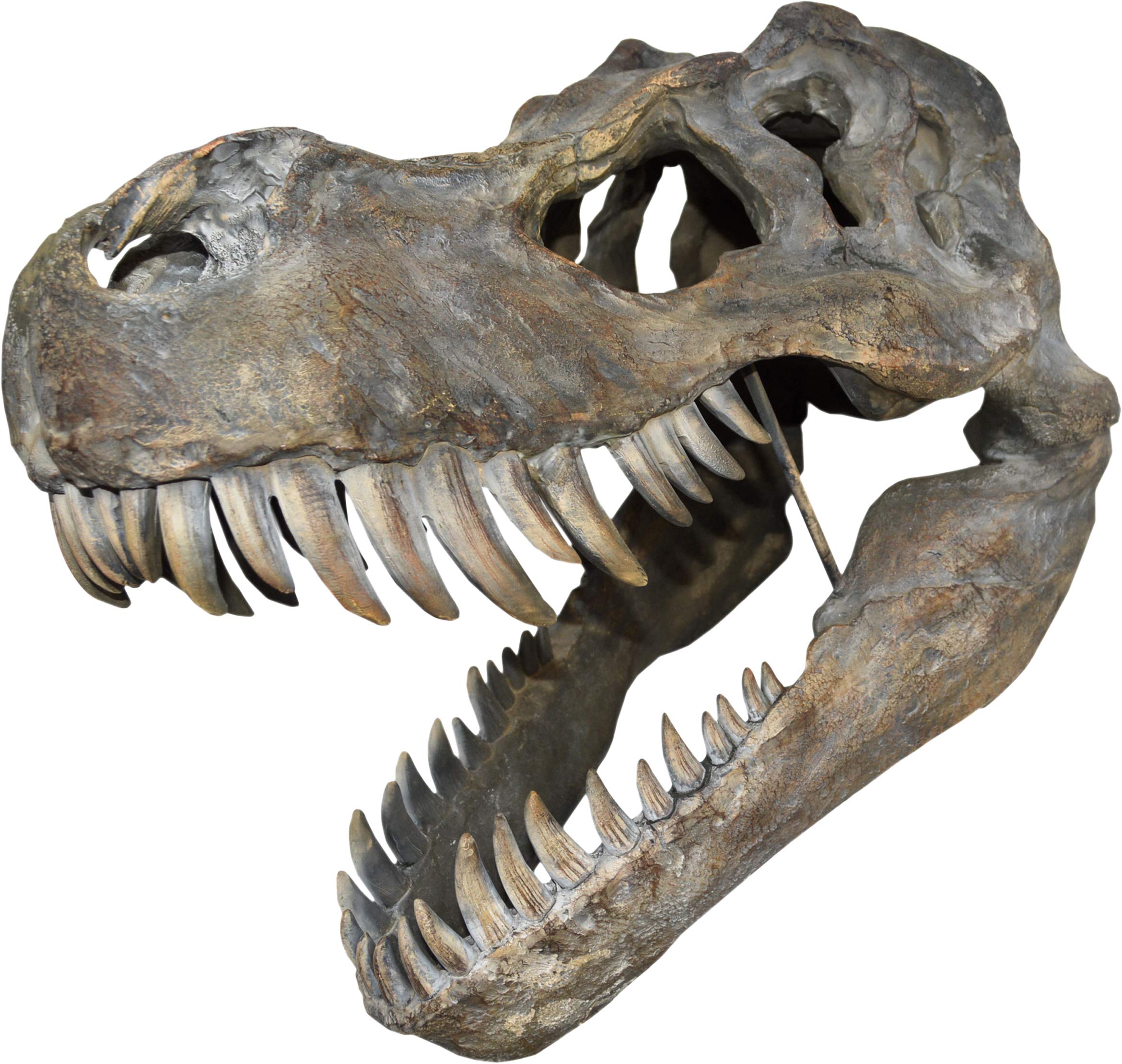 Nemesis Now Tyrannosaurus Rex Skull Large 51.5cm B/Strap Wall Plaque, Polyresin, Brown